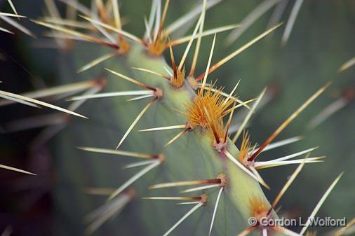 Cactus Closeup_72987.jpg - Photographed in the Bosque del Apache National Wildlife Refuge near San Antonio, New Mexico USA. 